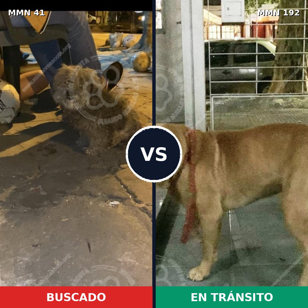 Comparativa MMS 1752: mascota perdida y mascota encontrada, 46% de similitud