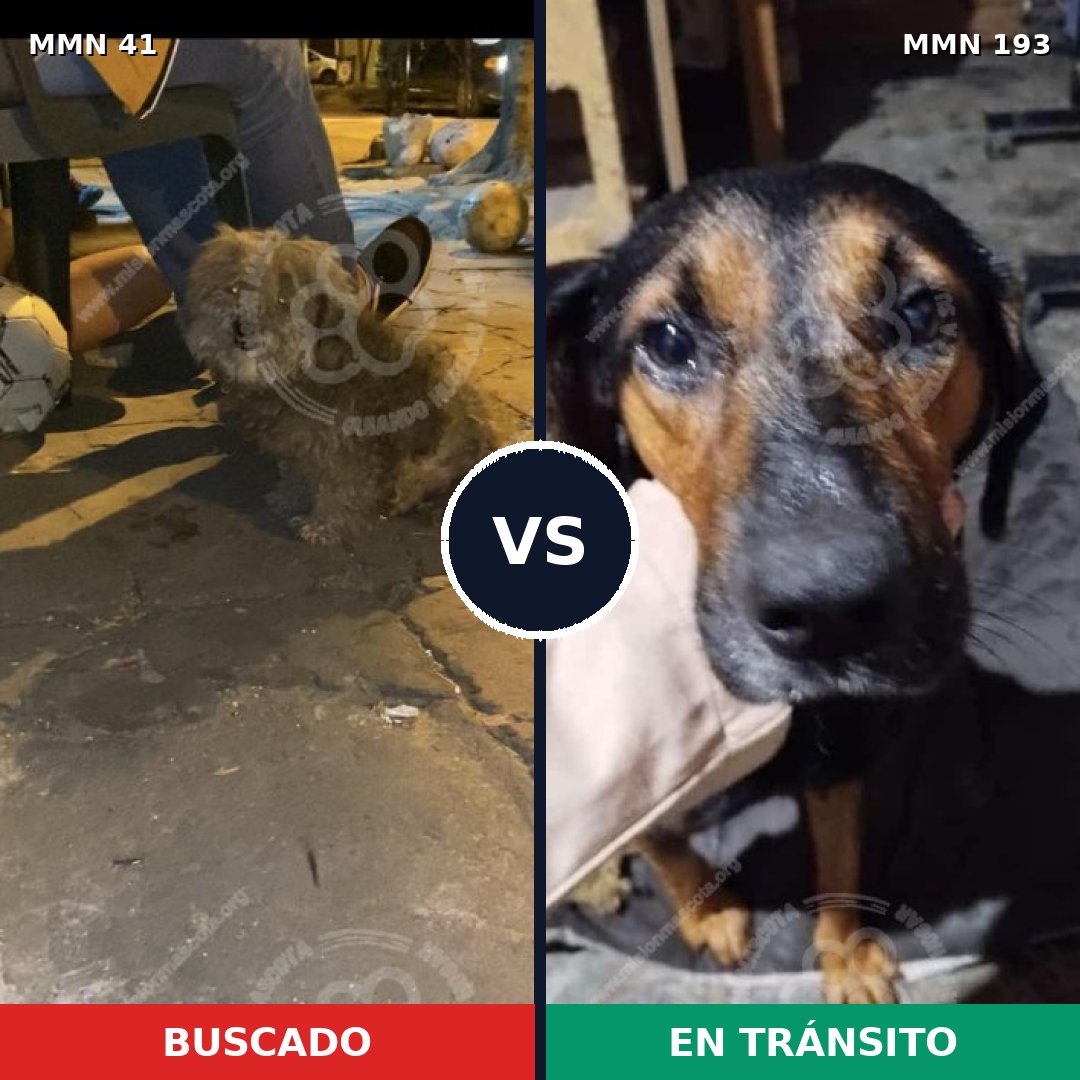 Comparativa MMS 1753: mascota perdida y mascota encontrada, 62% de similitud