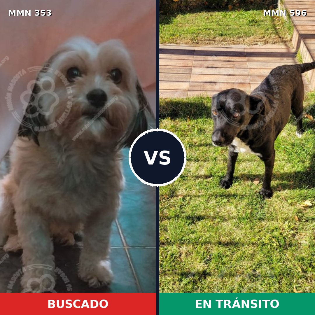 Comparativa MMS 17532: mascota perdida y mascota encontrada, 47% de similitud