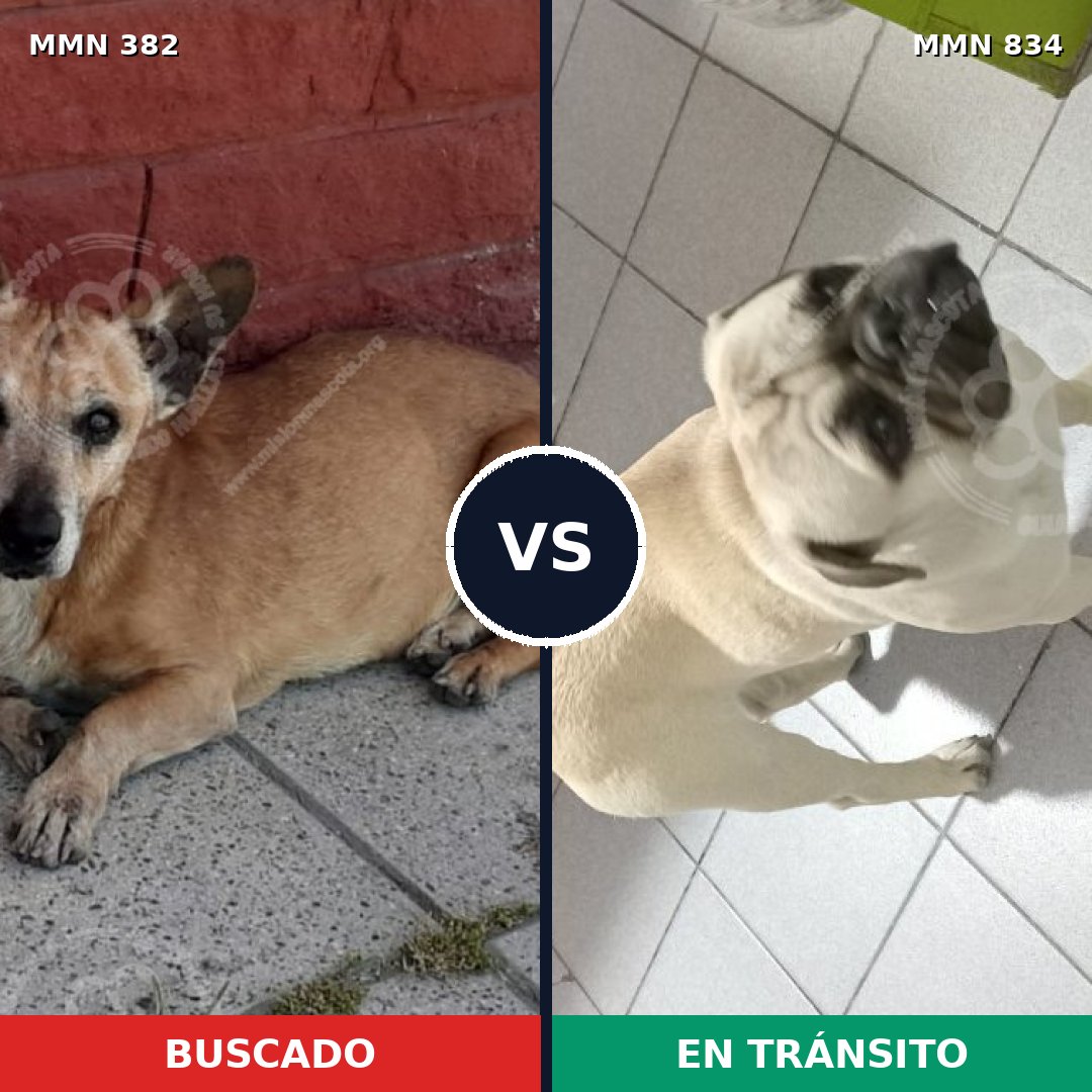 Comparativa MMS 17533: mascota perdida y mascota encontrada, 27% de similitud