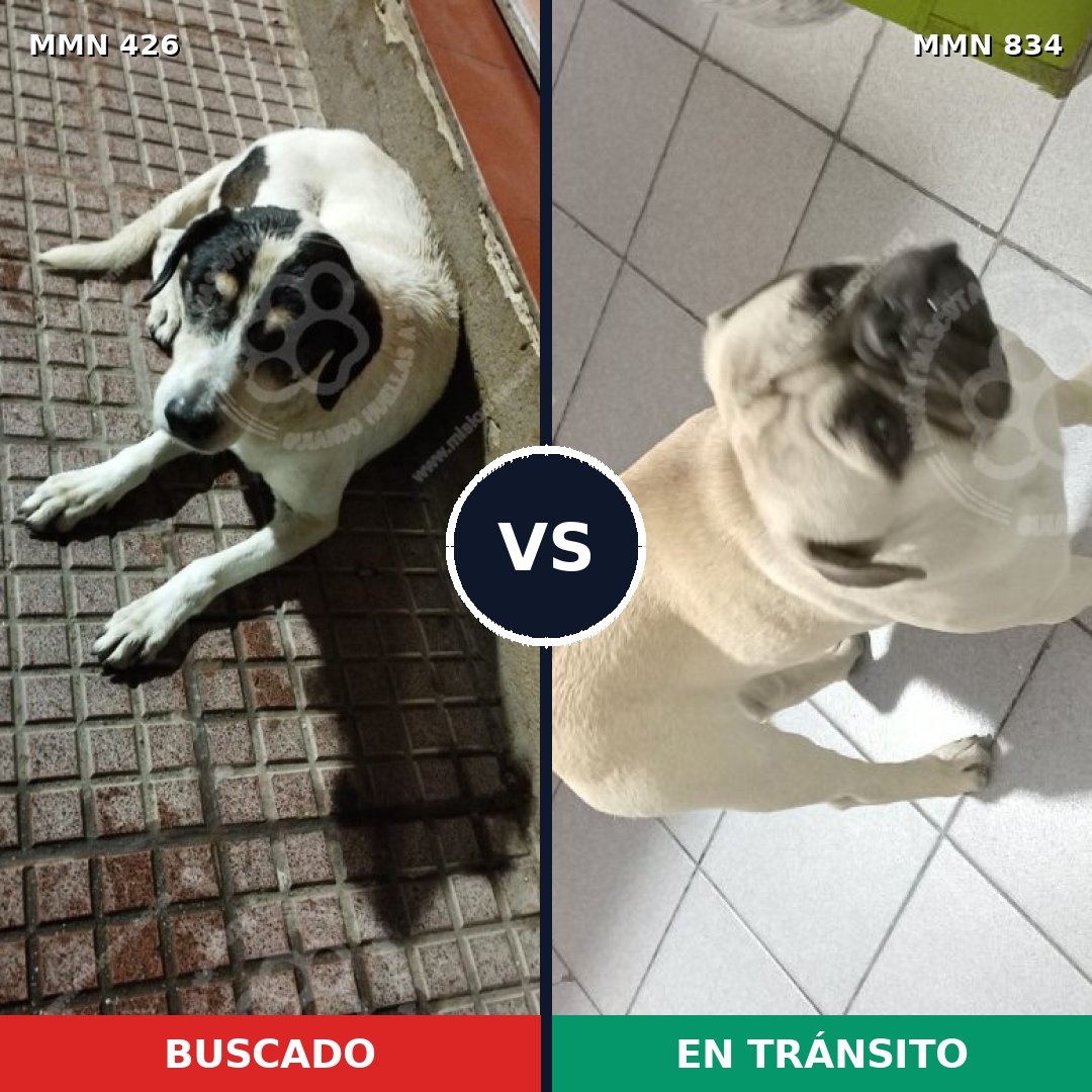 Comparativa MMS 17536: mascota perdida y mascota encontrada, 17% de similitud