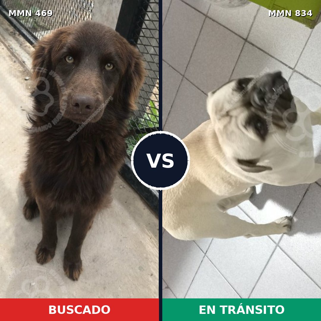 Comparativa MMS 17538: mascota perdida y mascota encontrada, 23% de similitud