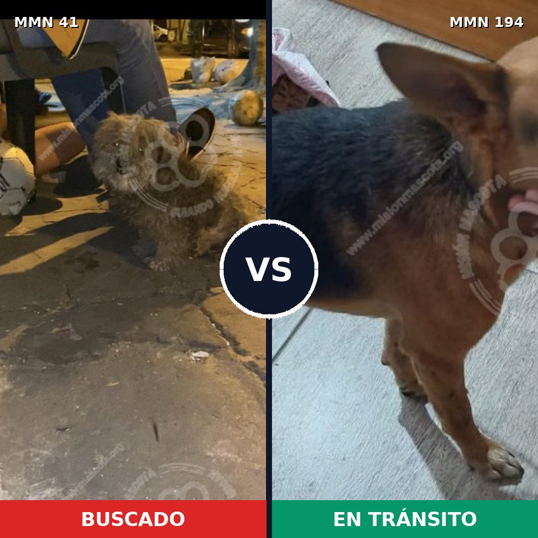 Comparativa MMS 1754: mascota perdida y mascota encontrada, 67% de similitud