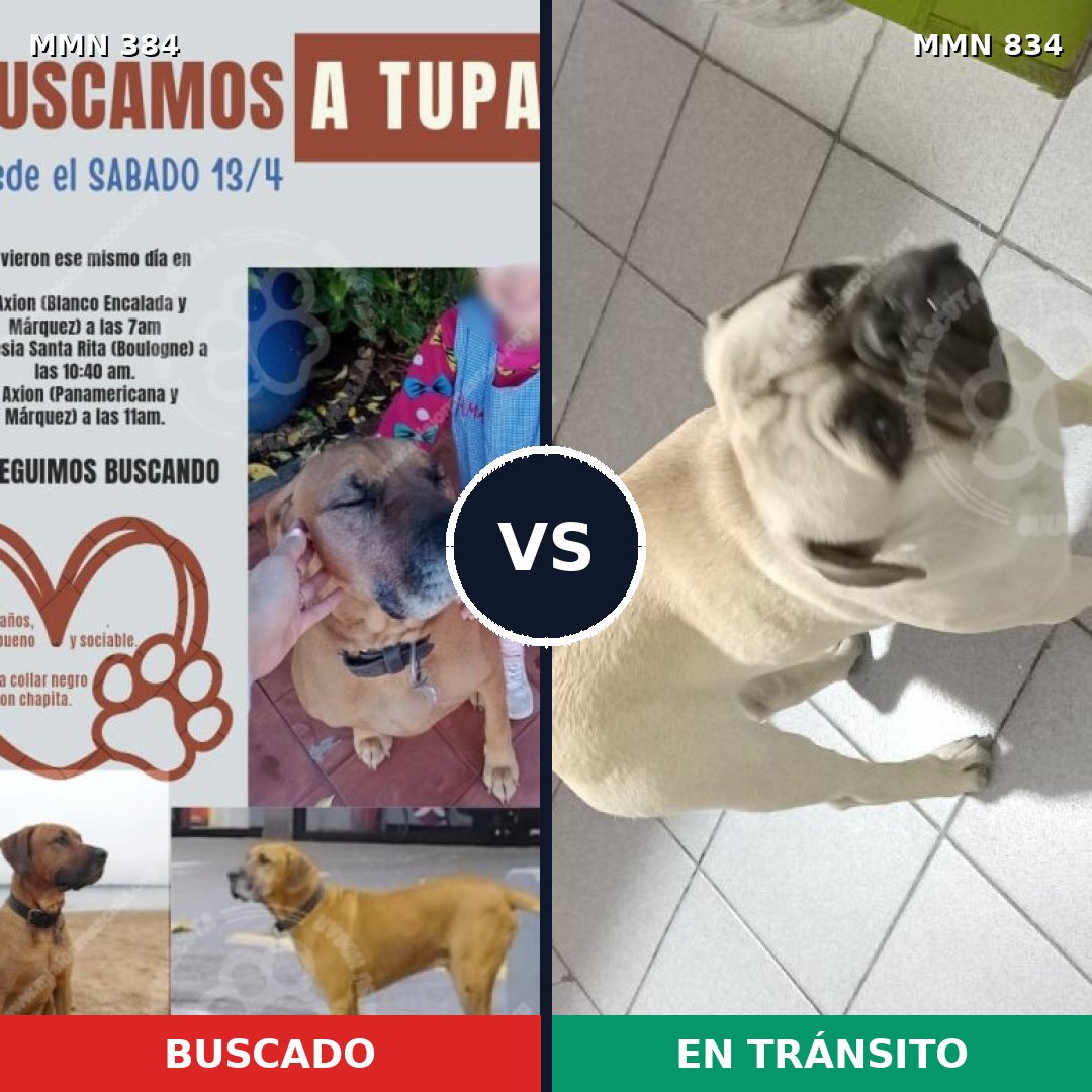 Comparativa MMS 17546: mascota perdida y mascota encontrada, 25% de similitud