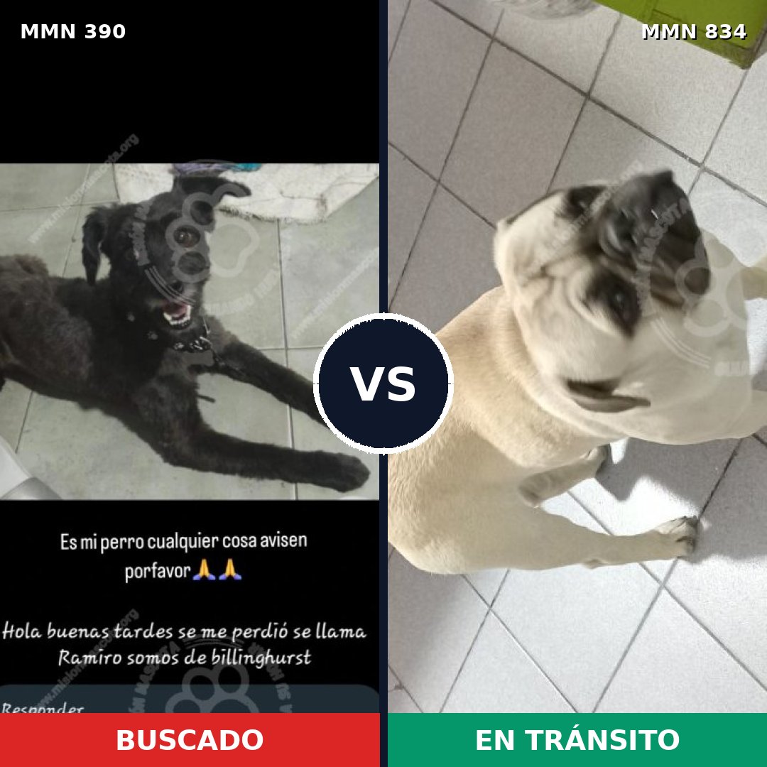 Comparativa MMS 17548: mascota perdida y mascota encontrada, 38% de similitud