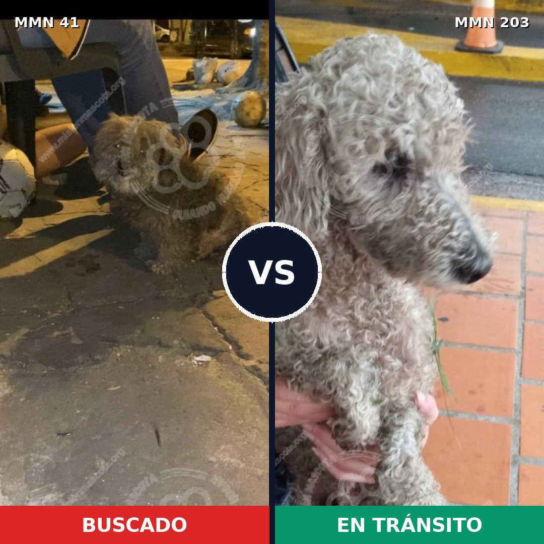 Comparativa MMS 1755: mascota perdida y mascota encontrada, 45% de similitud