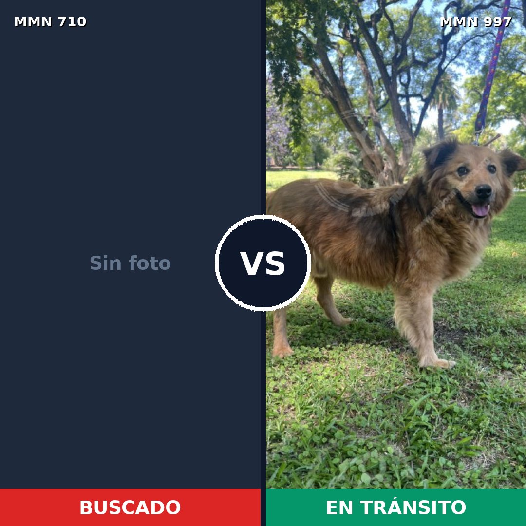 Comparativa MMS 17551: mascota perdida y mascota encontrada, 50% de similitud