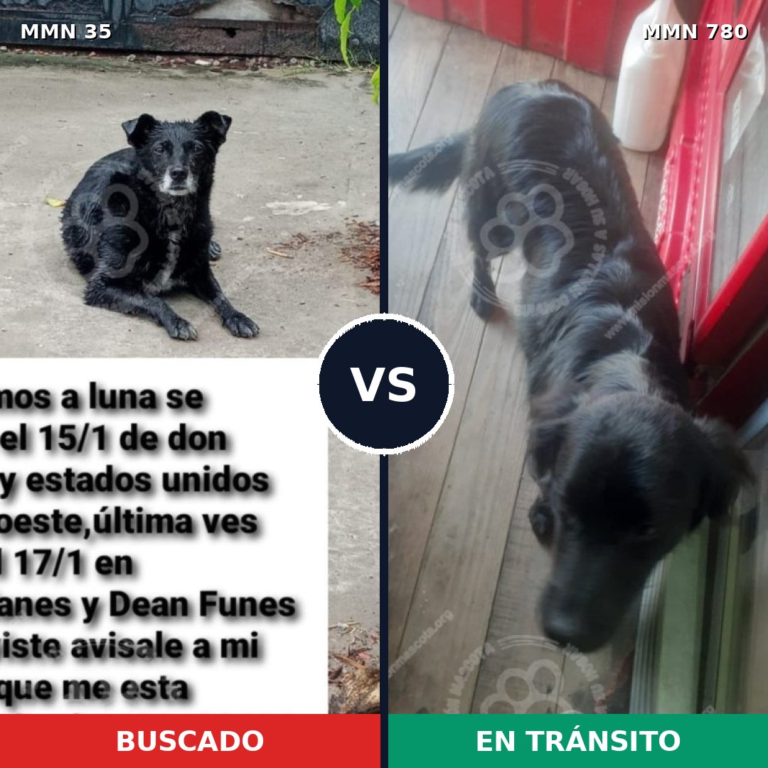 Comparativa MMS 17556: mascota perdida y mascota encontrada, 60% de similitud