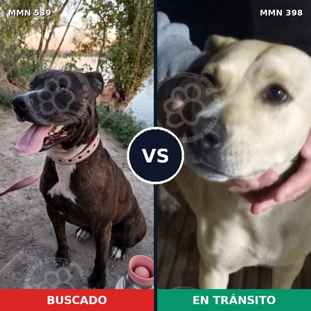 Comparativa MMS 17558: mascota perdida y mascota encontrada, 37% de similitud
