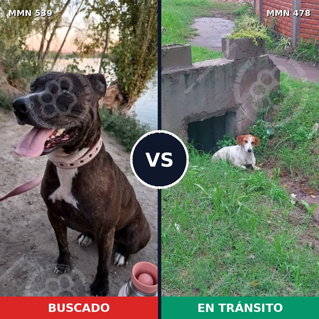 Comparativa MMS 17559: mascota perdida y mascota encontrada, 45% de similitud