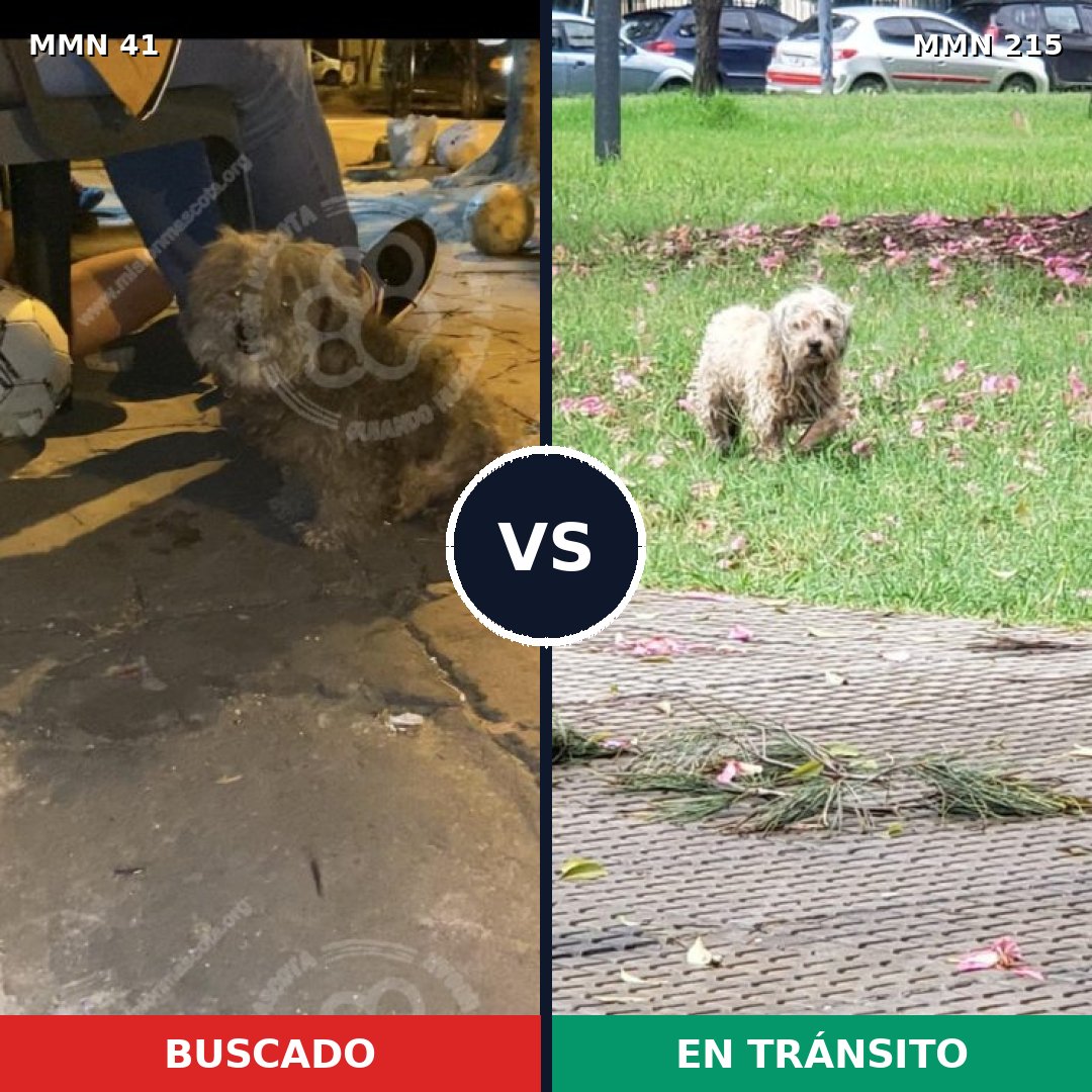 Comparativa MMS 1756: mascota perdida y mascota encontrada, 79% de similitud