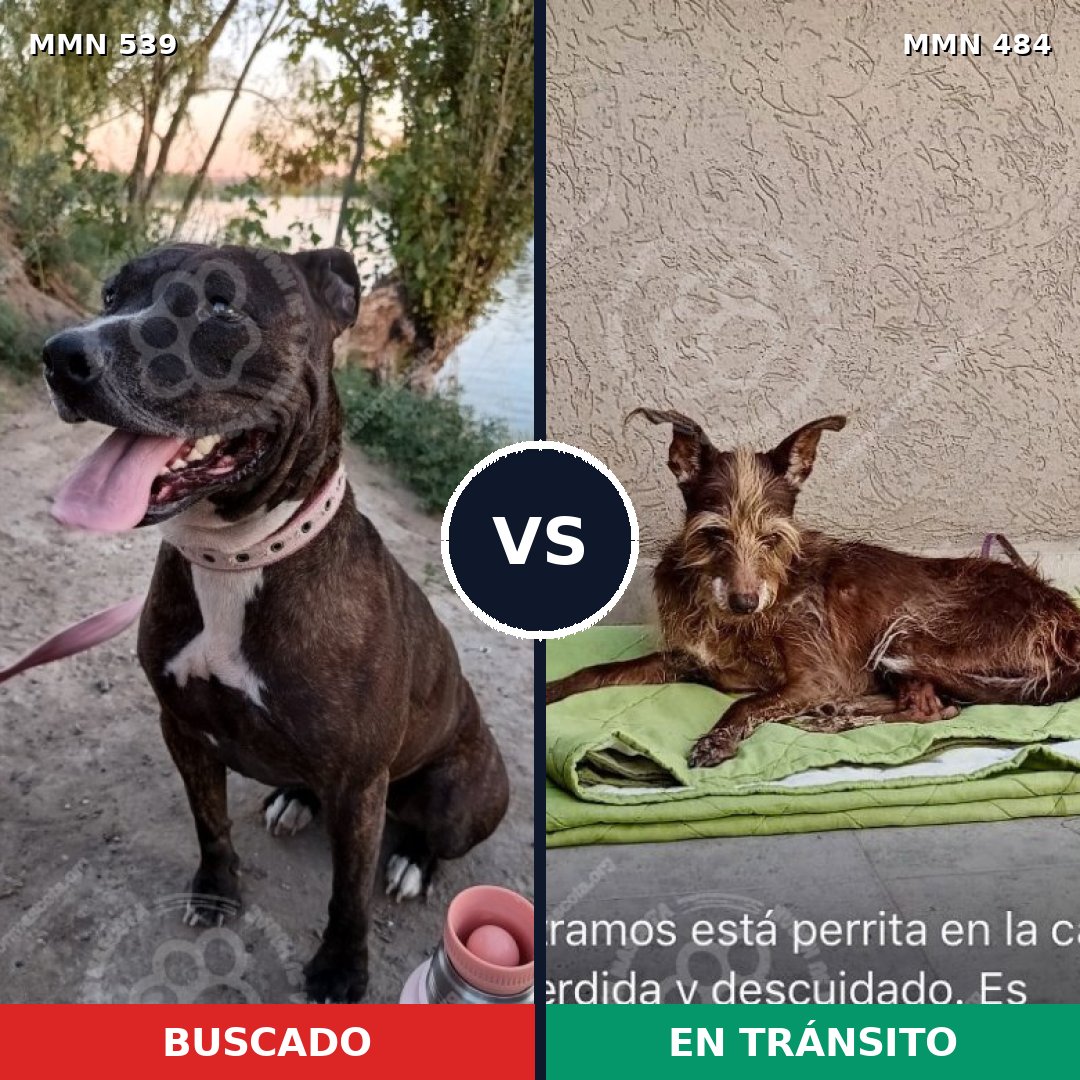 Comparativa MMS 17560: mascota perdida y mascota encontrada, 41% de similitud