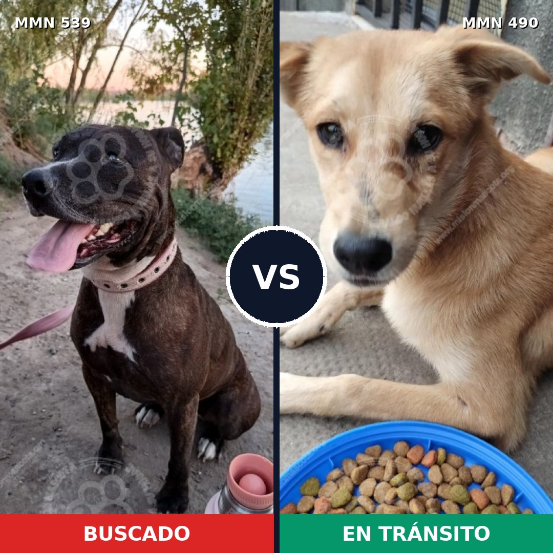 Comparativa MMS 17562: mascota perdida y mascota encontrada, 26% de similitud