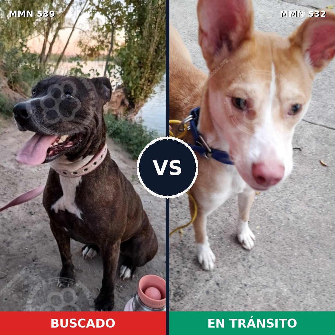Comparativa MMS 17563: mascota perdida y mascota encontrada, 33% de similitud
