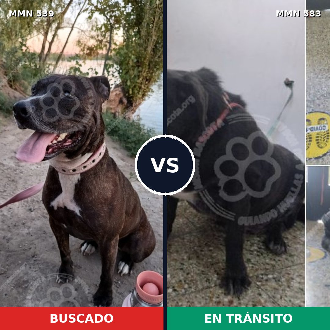 Comparativa MMS 17564: mascota perdida y mascota encontrada, 39% de similitud