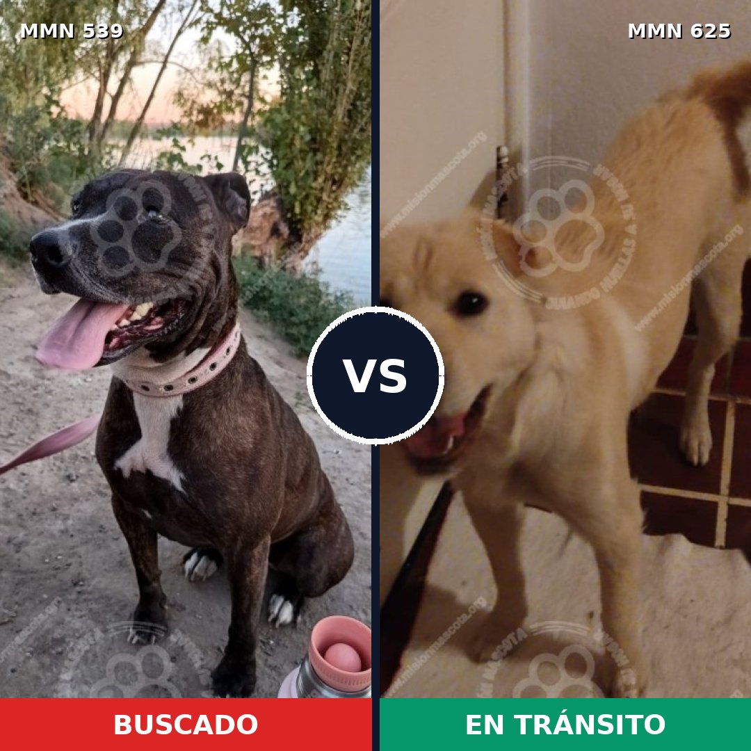 Comparativa MMS 17567: mascota perdida y mascota encontrada, 35% de similitud