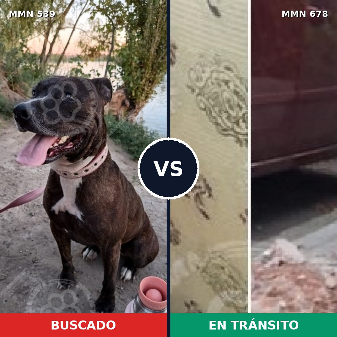 Comparativa MMS 17568: mascota perdida y mascota encontrada, 38% de similitud