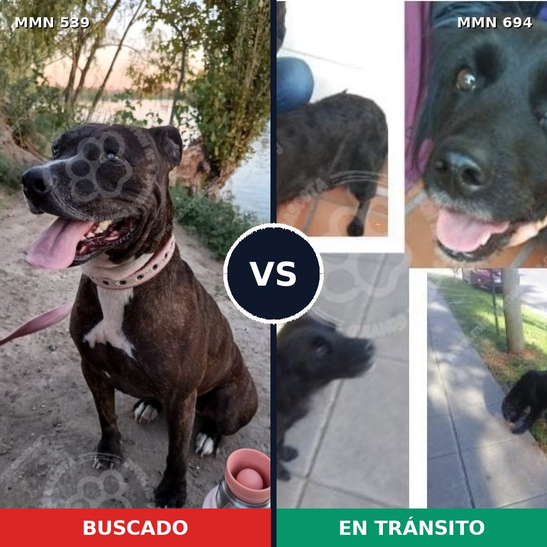 Comparativa MMS 17569: mascota perdida y mascota encontrada, 37% de similitud