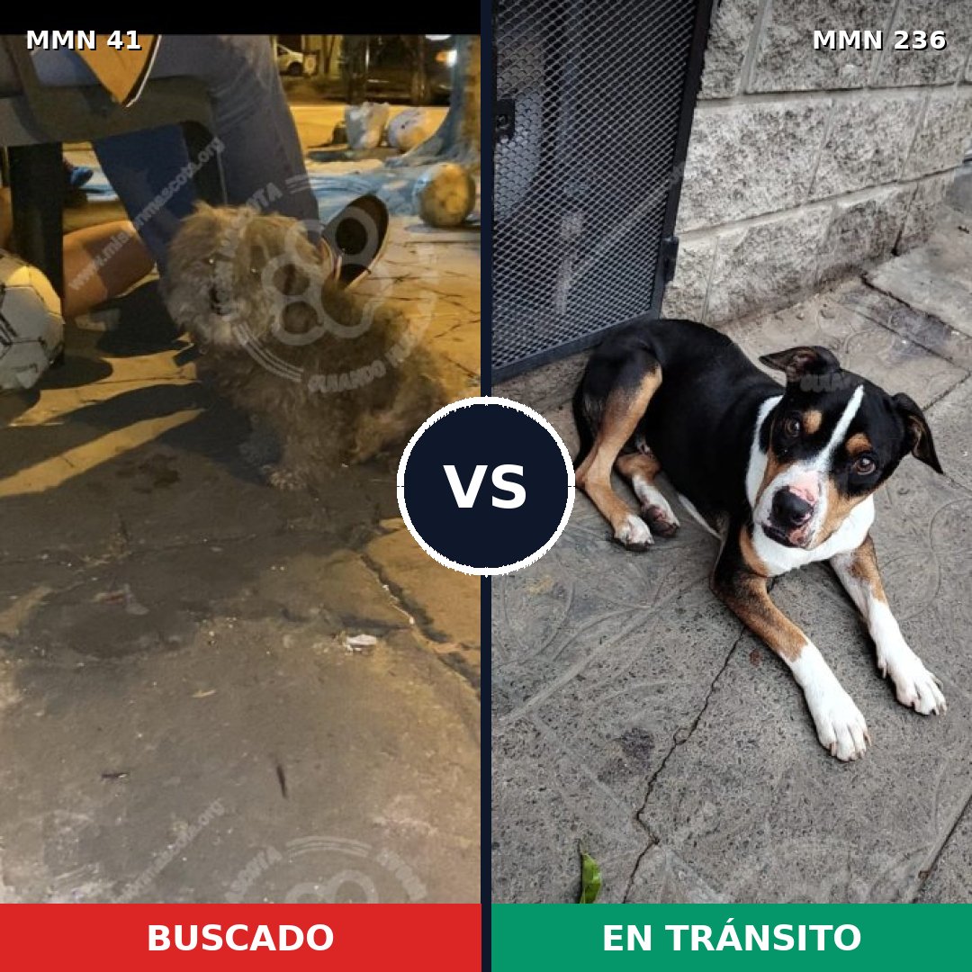 Comparativa MMS 1757: mascota perdida y mascota encontrada, 33% de similitud
