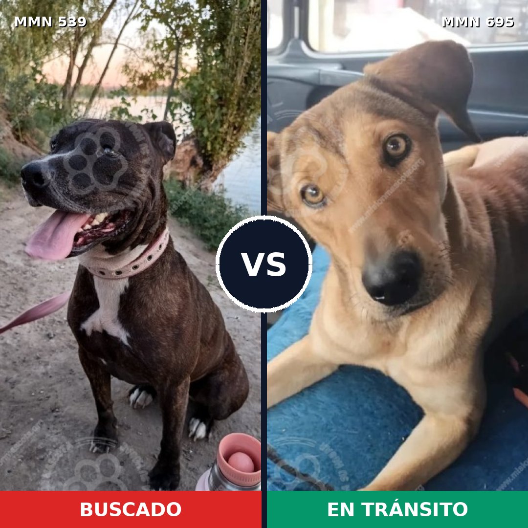 Comparativa MMS 17570: mascota perdida y mascota encontrada, 35% de similitud