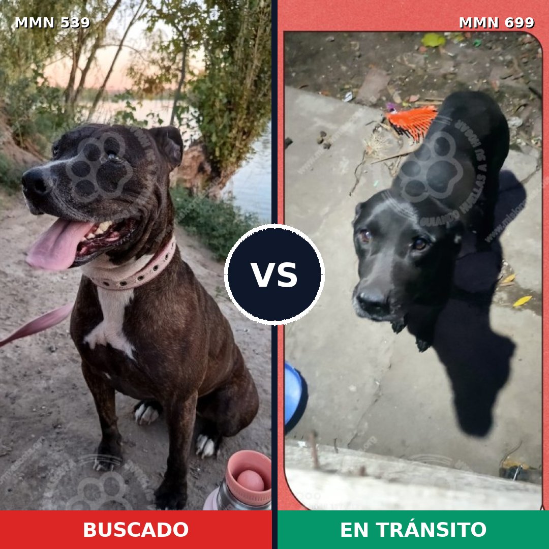 Comparativa MMS 17571: mascota perdida y mascota encontrada, 27% de similitud