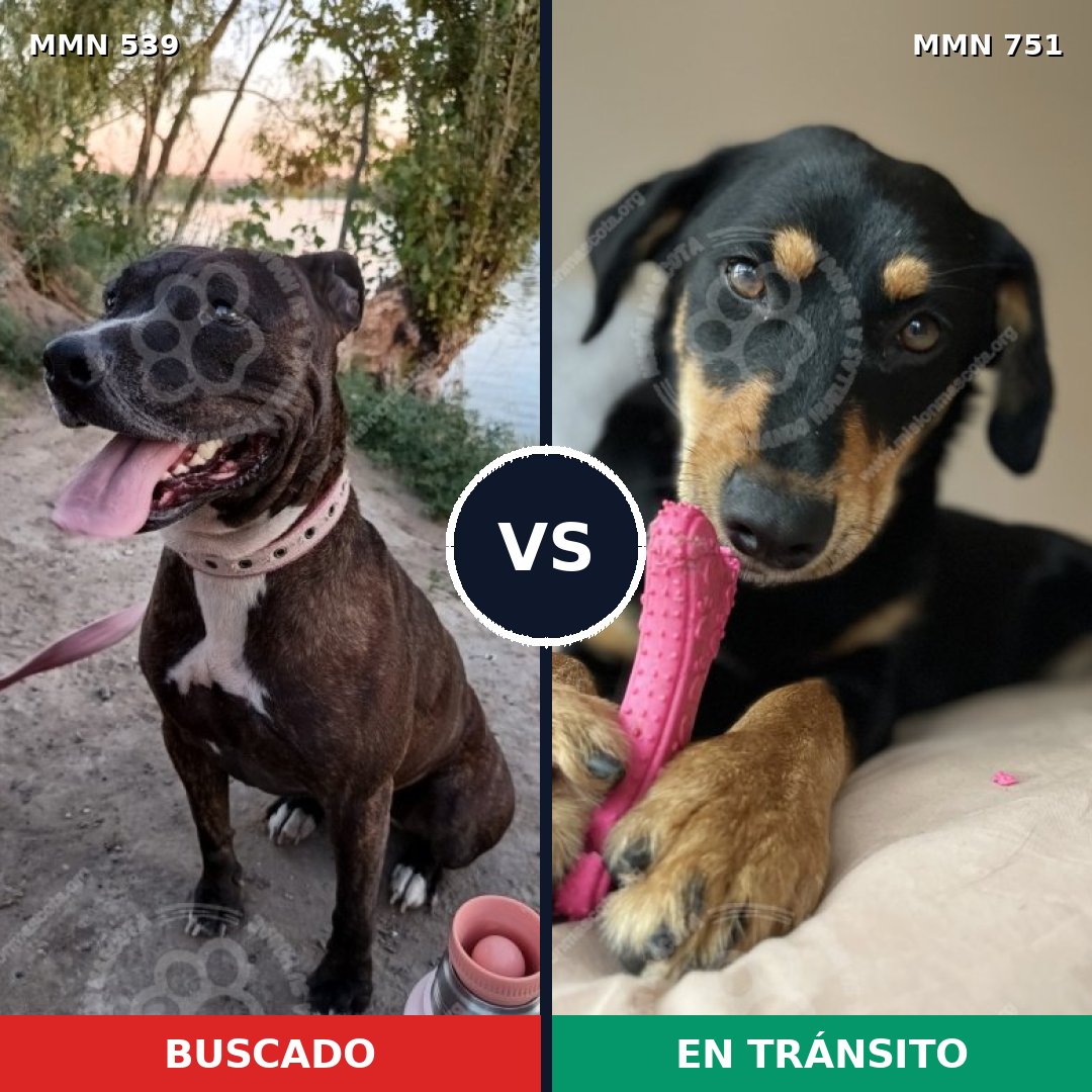 Comparativa MMS 17573: mascota perdida y mascota encontrada, 38% de similitud