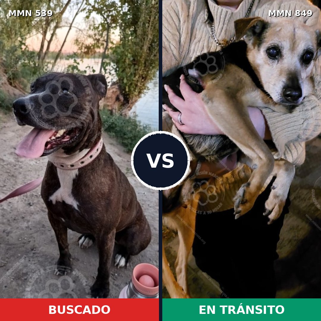 Comparativa MMS 17574: mascota perdida y mascota encontrada, 48% de similitud