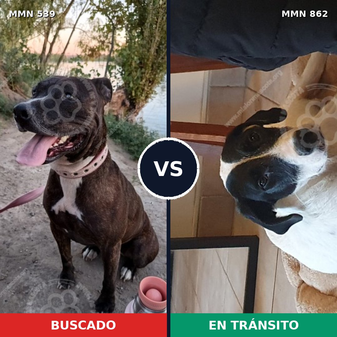 Comparativa MMS 17575: mascota perdida y mascota encontrada, 40% de similitud