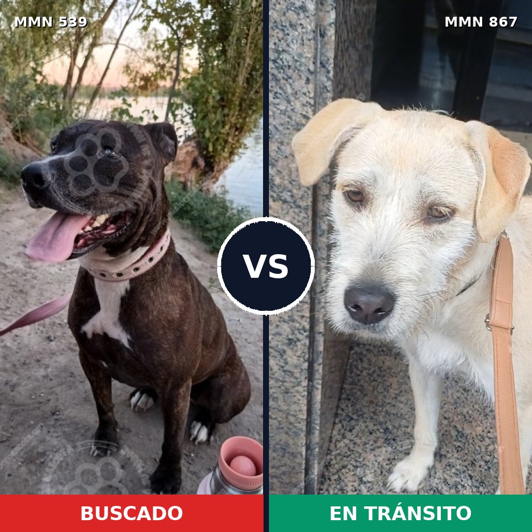 Comparativa MMS 17576: mascota perdida y mascota encontrada, 42% de similitud