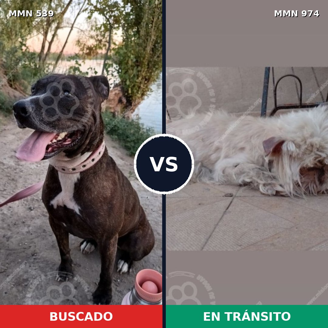 Comparativa MMS 17577: mascota perdida y mascota encontrada, 42% de similitud