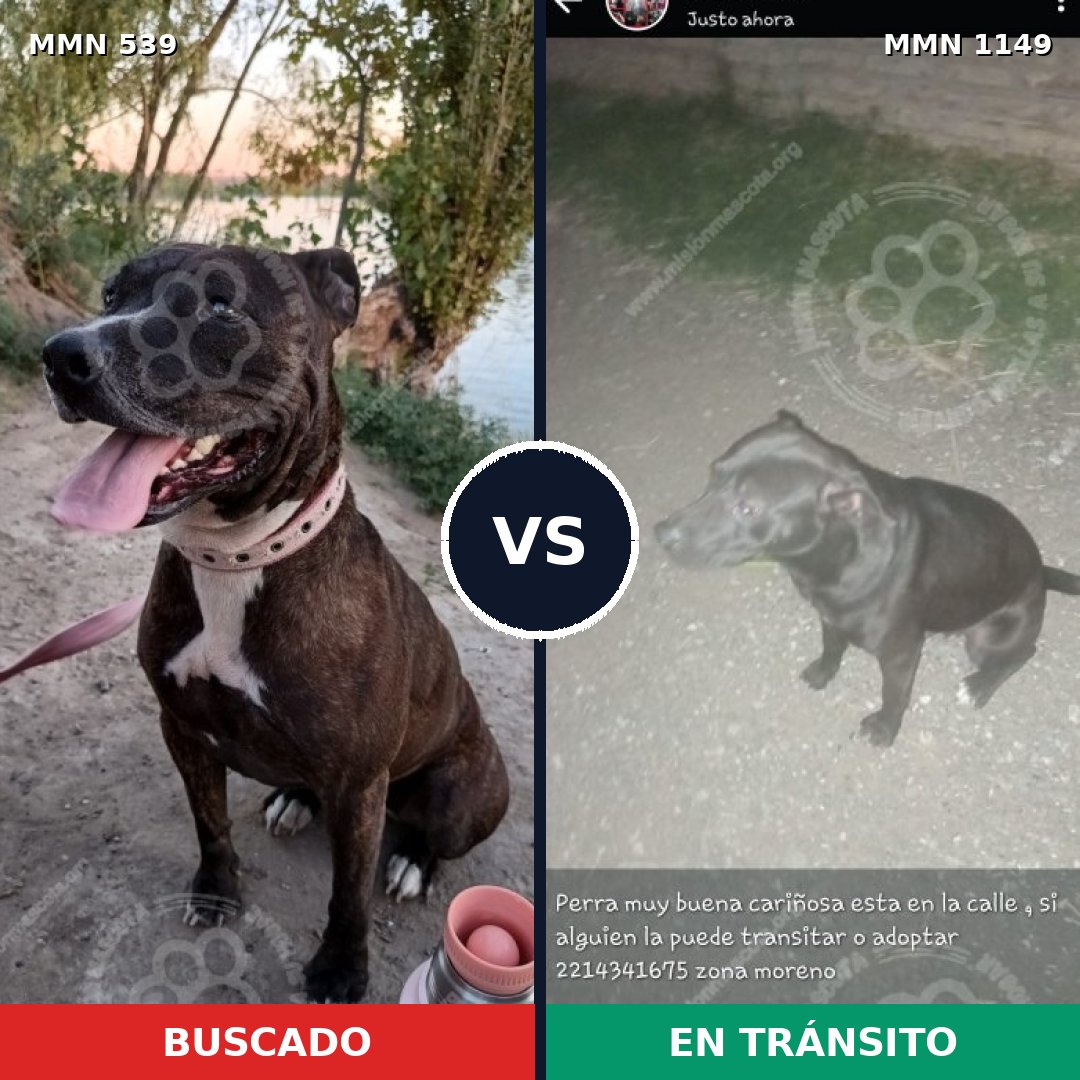 Comparativa MMS 17578: mascota perdida y mascota encontrada, 44% de similitud