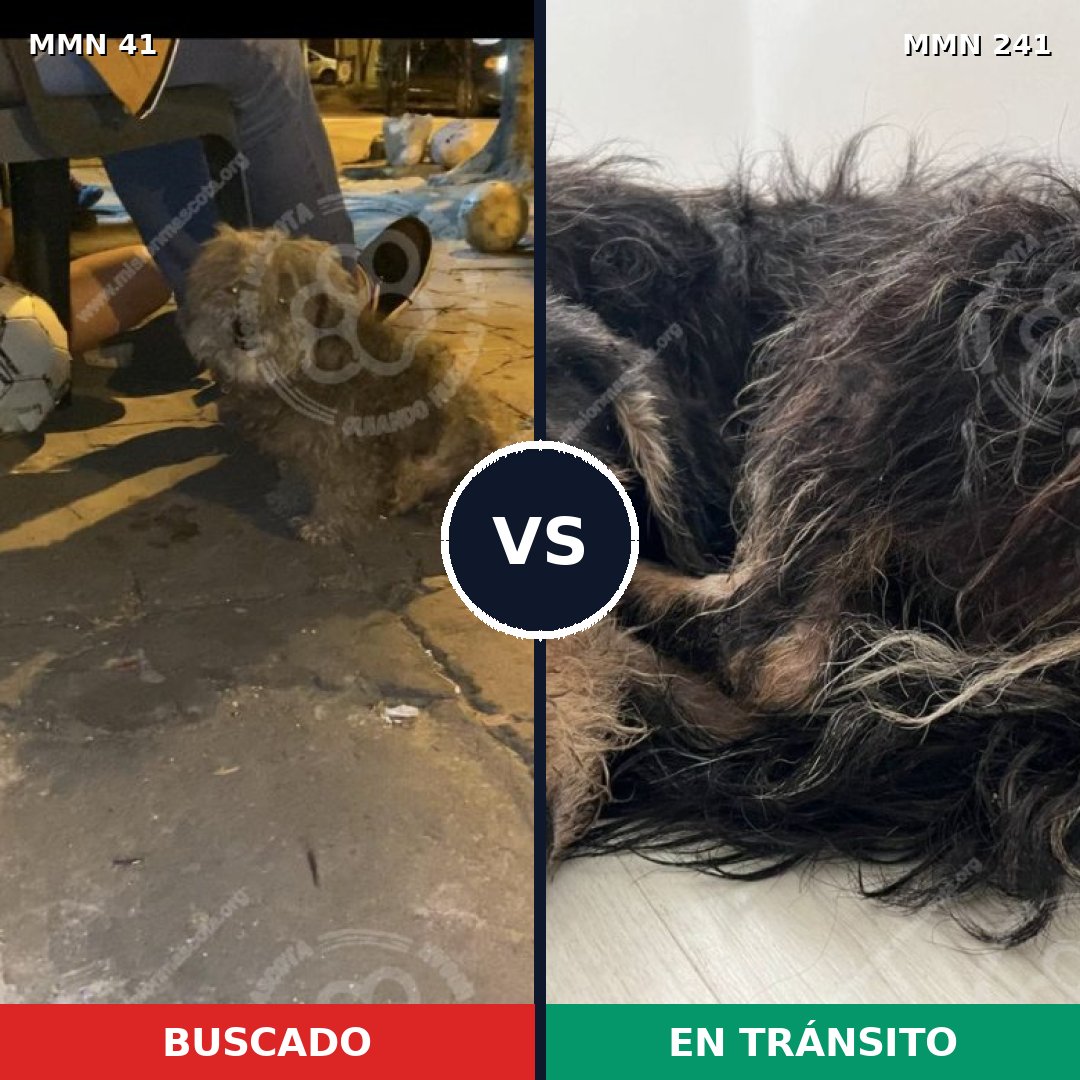 Comparativa MMS 1758: mascota perdida y mascota encontrada, 75% de similitud