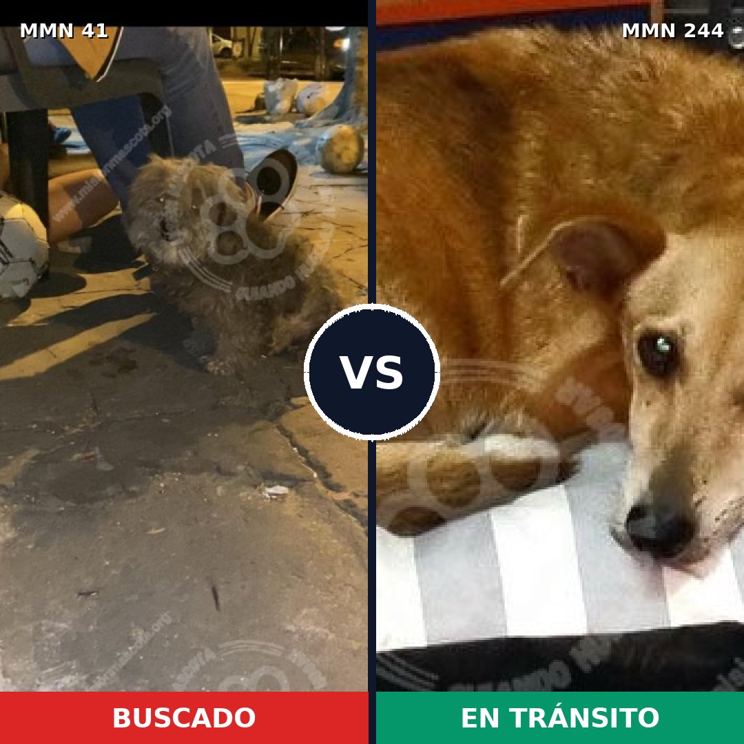 Comparativa MMS 1759: mascota perdida y mascota encontrada, 64% de similitud
