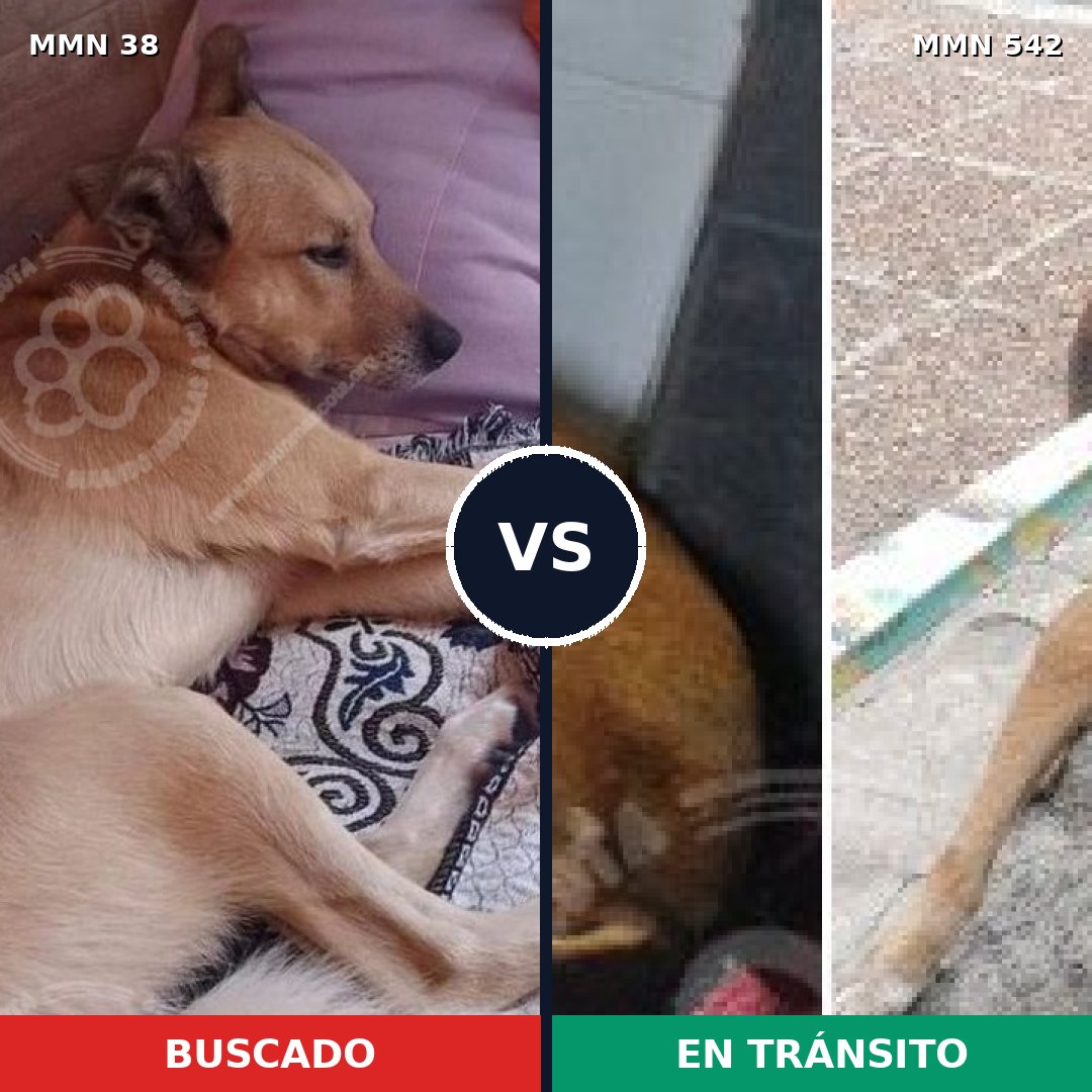 Comparativa MMS 176: mascota perdida y mascota encontrada, 61% de similitud