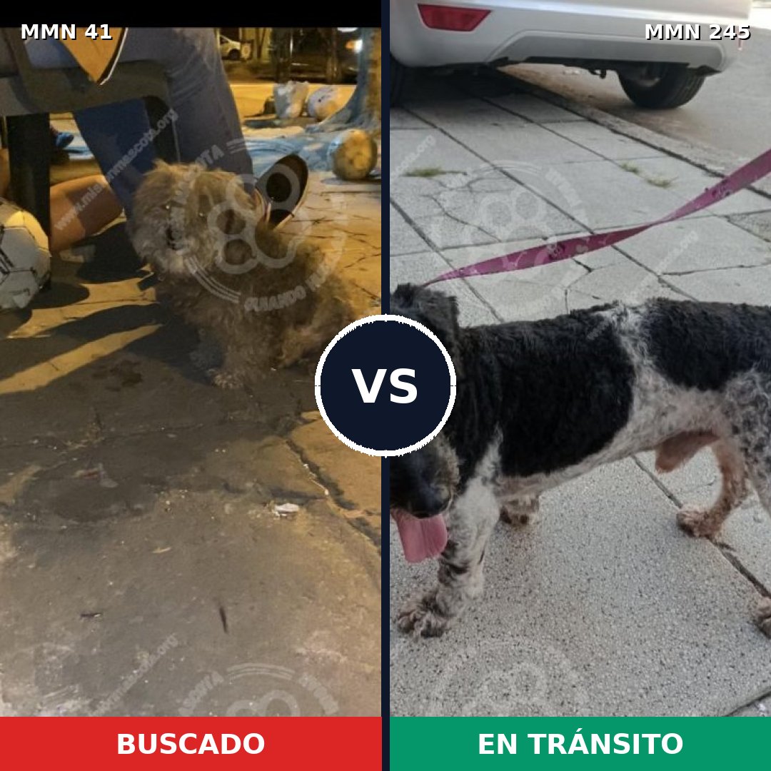 Comparativa MMS 1760: mascota perdida y mascota encontrada, 68% de similitud