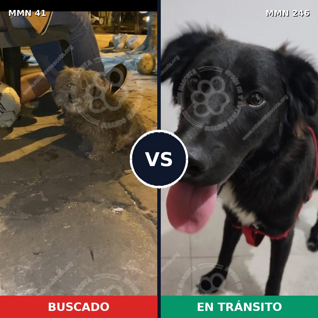 Comparativa MMS 1761: mascota perdida y mascota encontrada, 70% de similitud