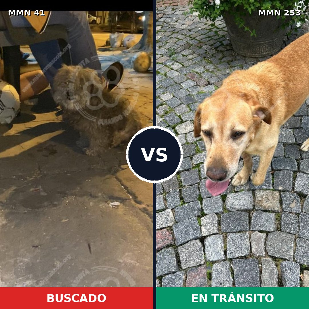 Comparativa MMS 1762: mascota perdida y mascota encontrada, 49% de similitud