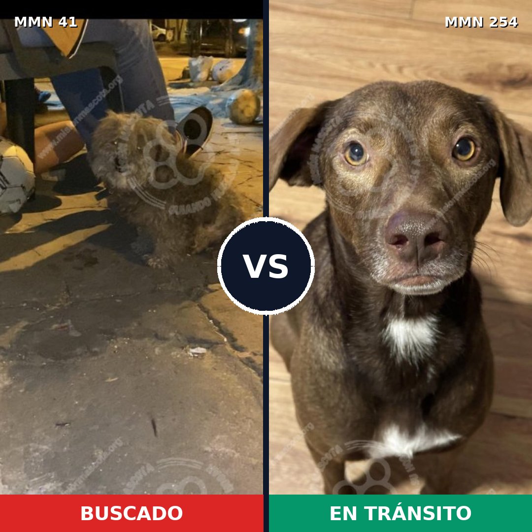 Comparativa MMS 1763: mascota perdida y mascota encontrada, 63% de similitud