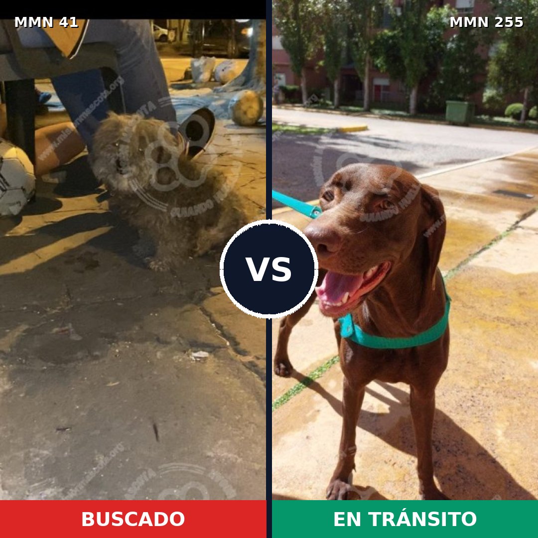 Comparativa MMS 1764: mascota perdida y mascota encontrada, 46% de similitud