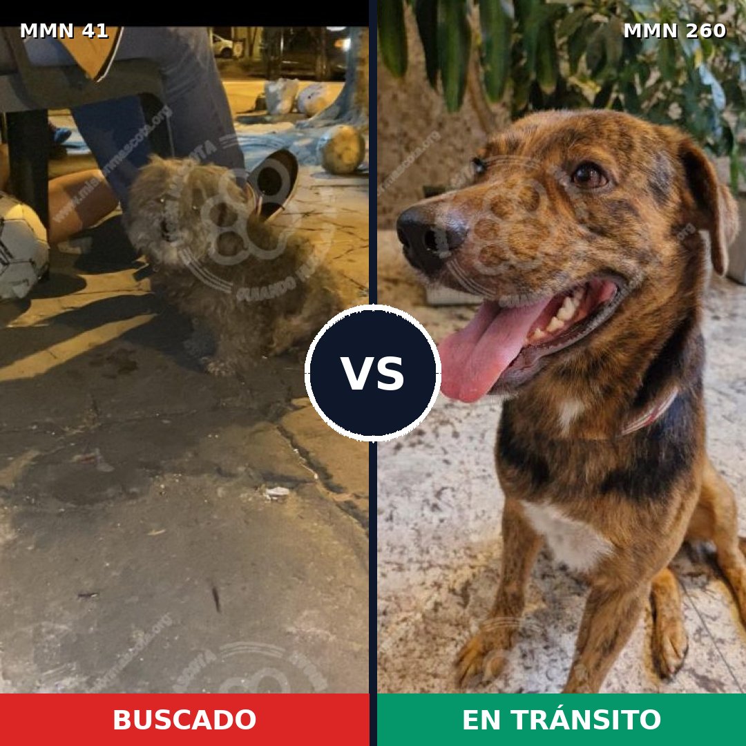 Comparativa MMS 1765: mascota perdida y mascota encontrada, 52% de similitud