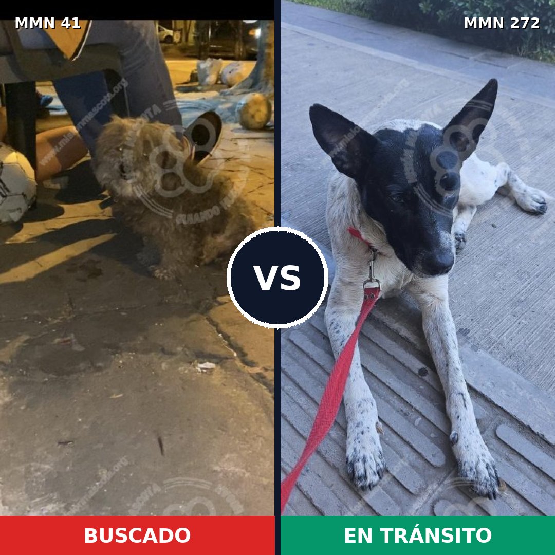 Comparativa MMS 1766: mascota perdida y mascota encontrada, 55% de similitud