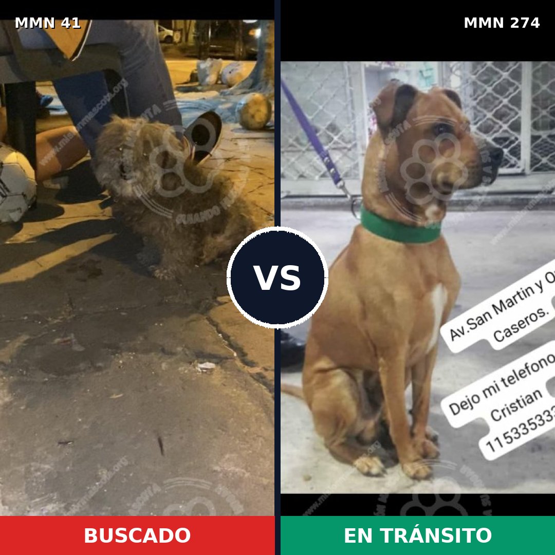 Comparativa MMS 1767: mascota perdida y mascota encontrada, 66% de similitud