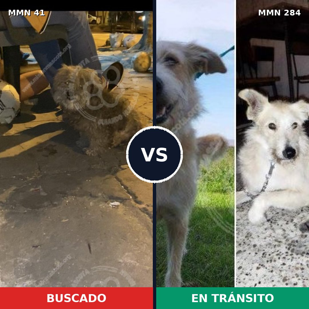 Comparativa MMS 1768: mascota perdida y mascota encontrada, 60% de similitud