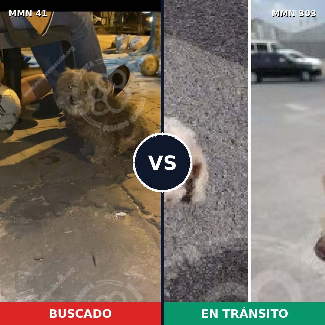 Comparativa MMS 1769: mascota perdida y mascota encontrada, 43% de similitud