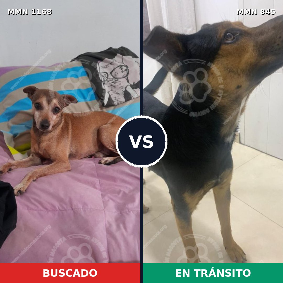 Comparativa MMS 17692: mascota perdida y mascota encontrada, 46% de similitud