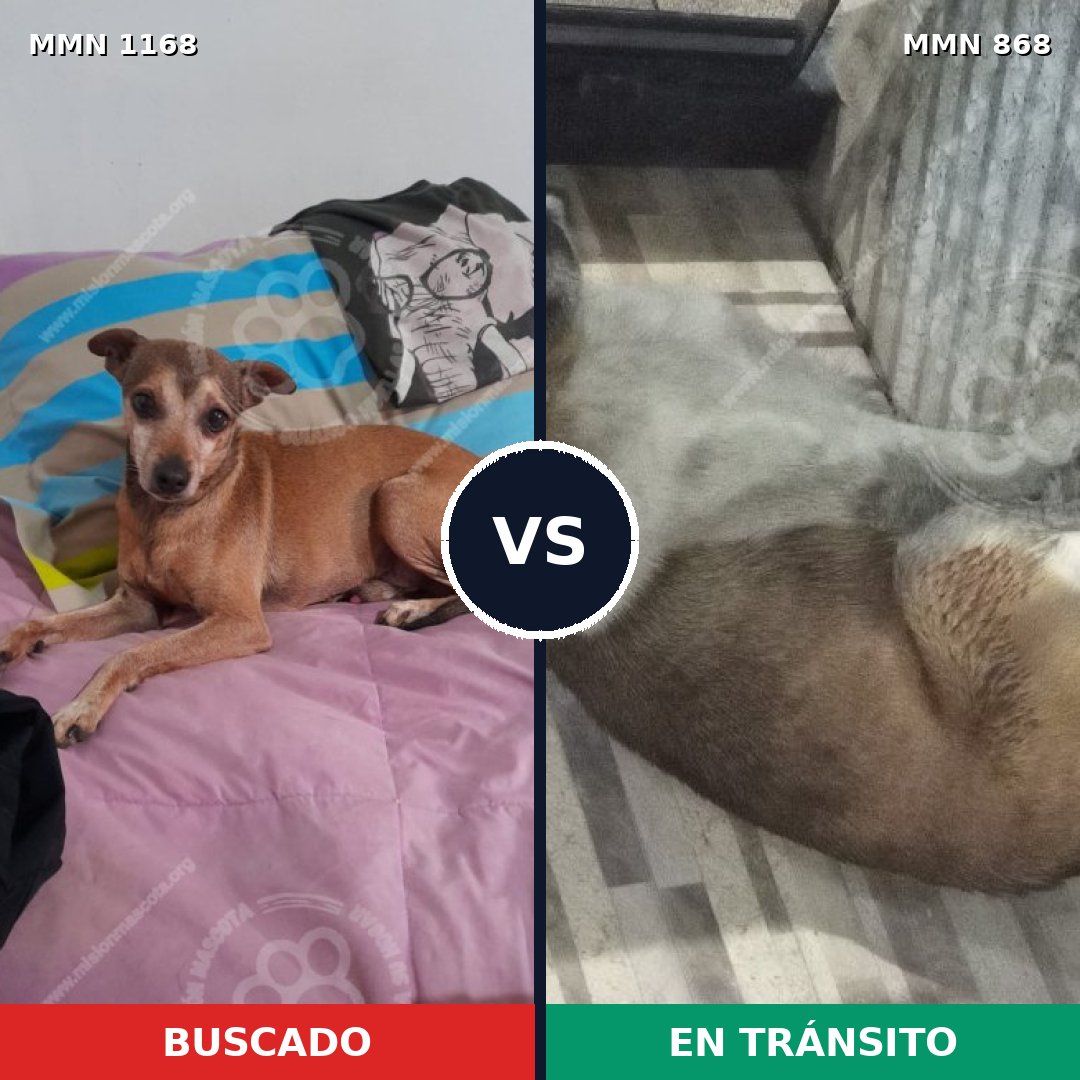 Comparativa MMS 17693: mascota perdida y mascota encontrada, 40% de similitud