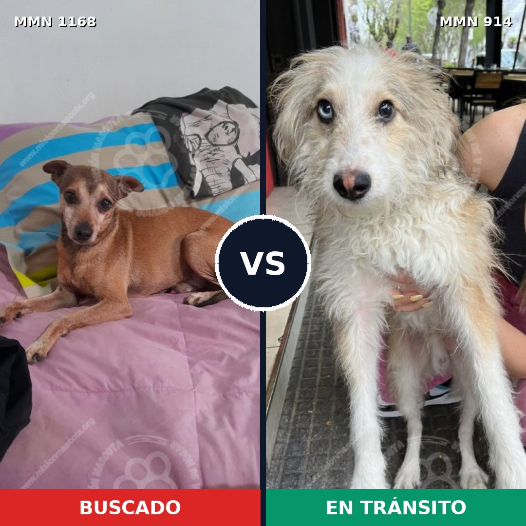 Comparativa MMS 17695: mascota perdida y mascota encontrada, 31% de similitud