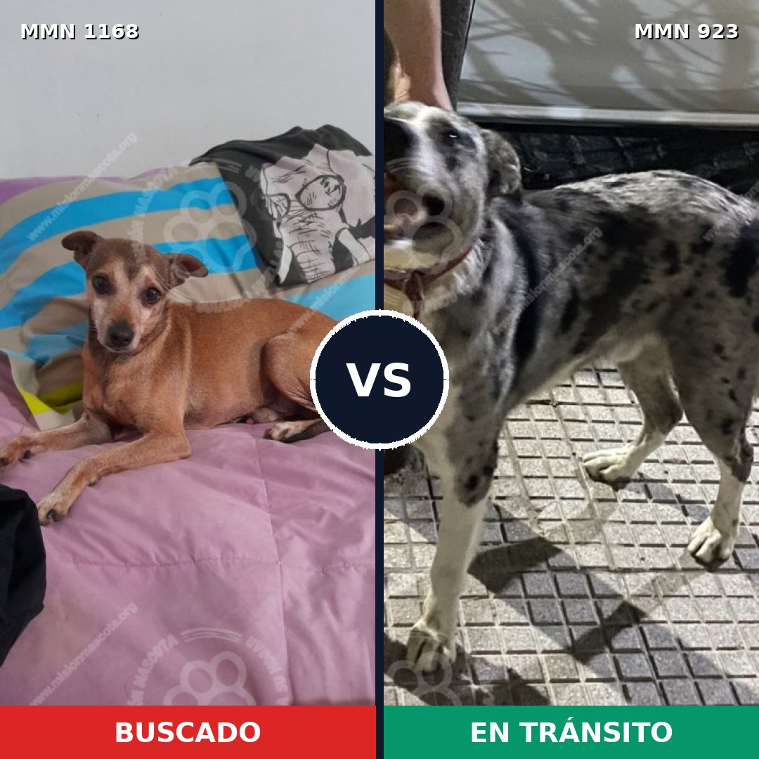 Comparativa MMS 17696: mascota perdida y mascota encontrada, 31% de similitud