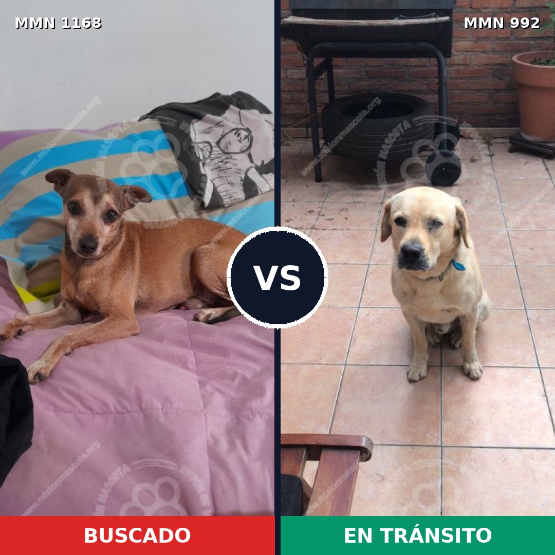 Comparativa MMS 17697: mascota perdida y mascota encontrada, 38% de similitud