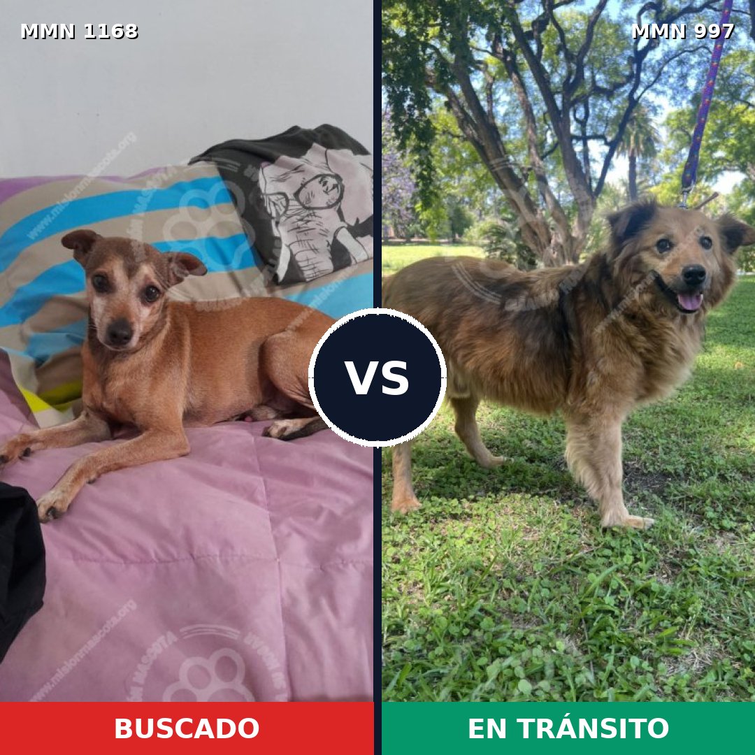 Comparativa MMS 17698: mascota perdida y mascota encontrada, 51% de similitud
